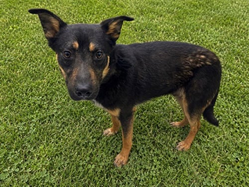 CUBBY - Australian Cattle Dog/Blue Heeler available for adoption