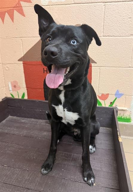 MAXWELL - Pit Bull Terrier / Siberian Husky available for adoption