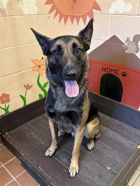 BAXTER - German Shepherd Dog / Belgian Shepherd Malinois available for adoption
