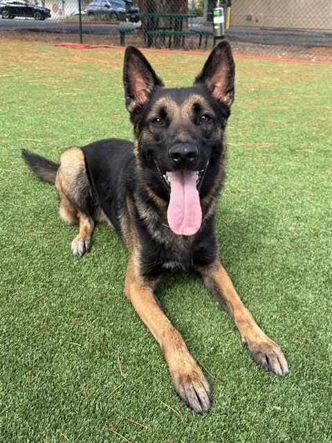 BAXTER - German Shepherd Dog / Belgian Shepherd Malinois available for adoption