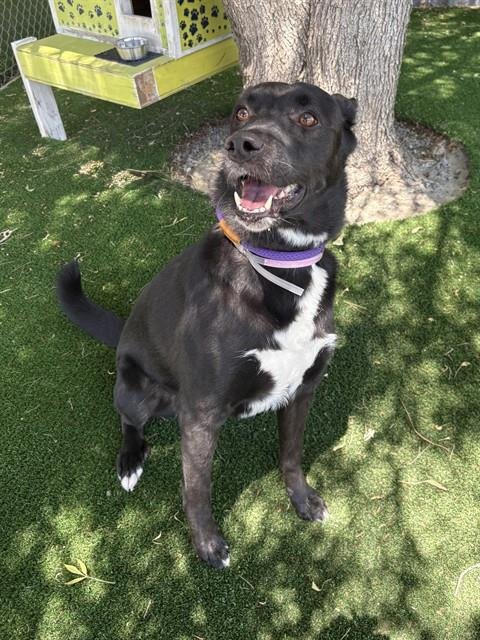 ORCHID - Australian Kelpie available for adoption