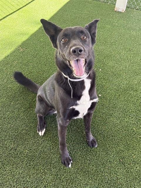 ORCHID - Australian Kelpie available for adoption