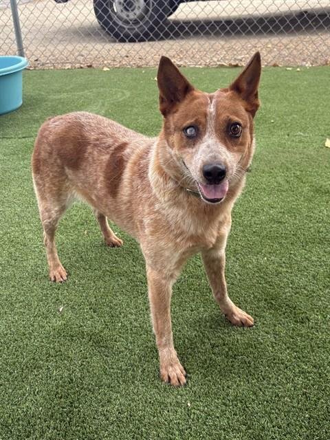 SPICY NACHO - Australian Cattle Dog/Blue Heeler available for adoption