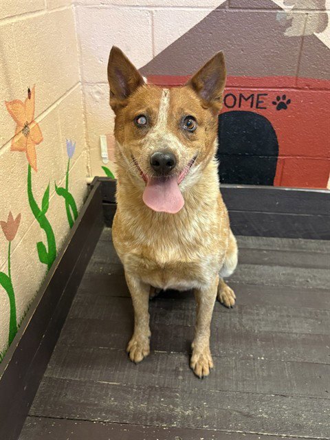 SPICY NACHO - Australian Cattle Dog/Blue Heeler available for adoption