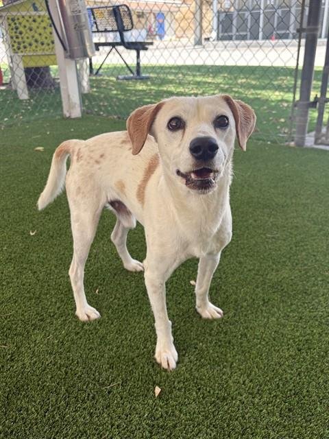BUDDY - Jack Russell Terrier (Parson Russell Terrier) / Chihuahua available for adoption