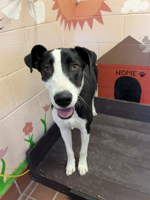 LUNA - Great Dane available for adoption