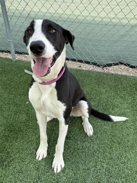 LUNA - Great Dane available for adoption