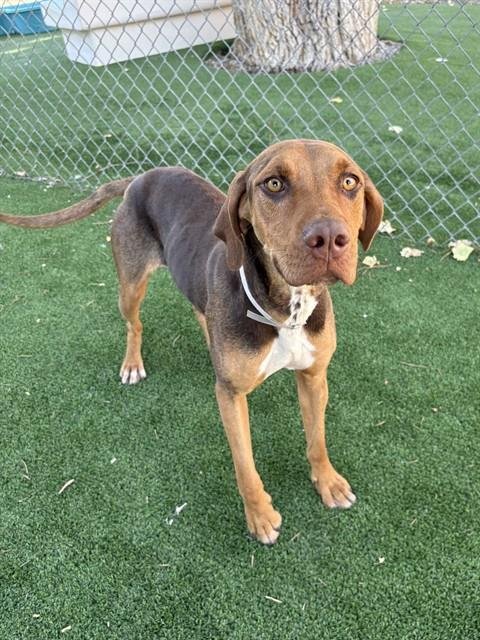 COPPER - Treeing Walker Coonhound available for adoption