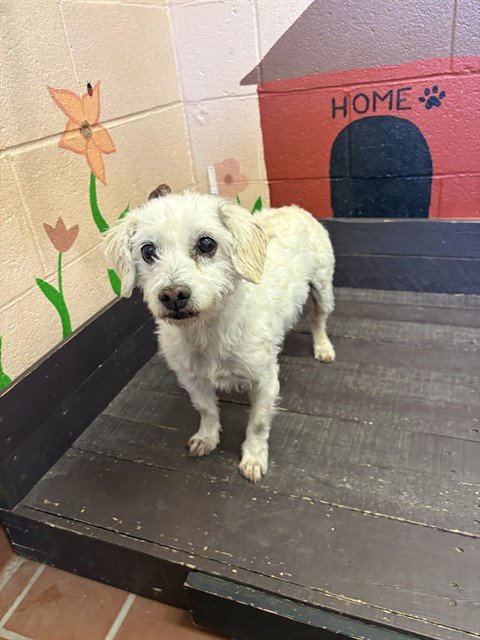 PEANUT - Terrier available for adoption