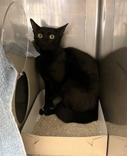 THAI - Domestic Short Hair available for adoption