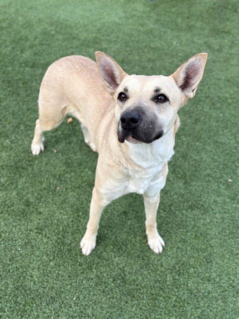 CAROL - Carolina Dog available for adoption