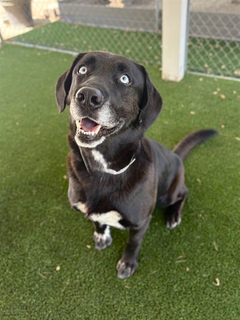 CRUZ - Labrador Retriever available for adoption