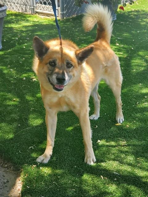 ZAE - Shiba Inu available for adoption