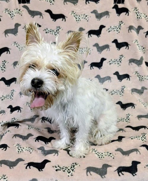 ELEANOR - Maltese available for adoption