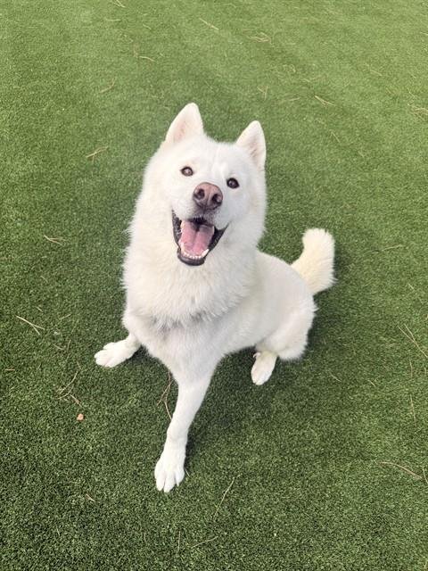 SHIRO Image