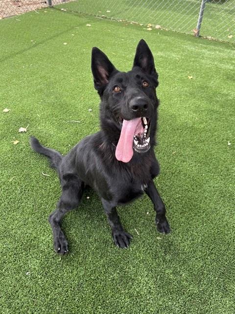 MOON - German Shepherd Dog available for adoption
