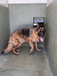 RAMBO - Photo 1