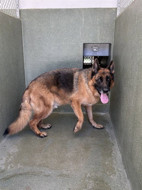 RAMBO - German Shepherd Dog available for adoption