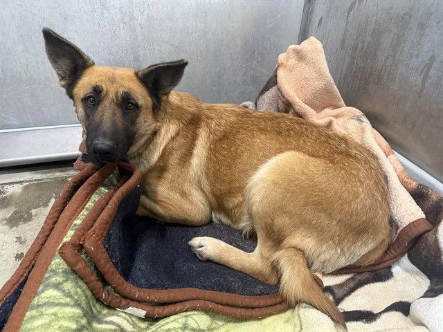 NALA - German Shepherd Dog available for adoption