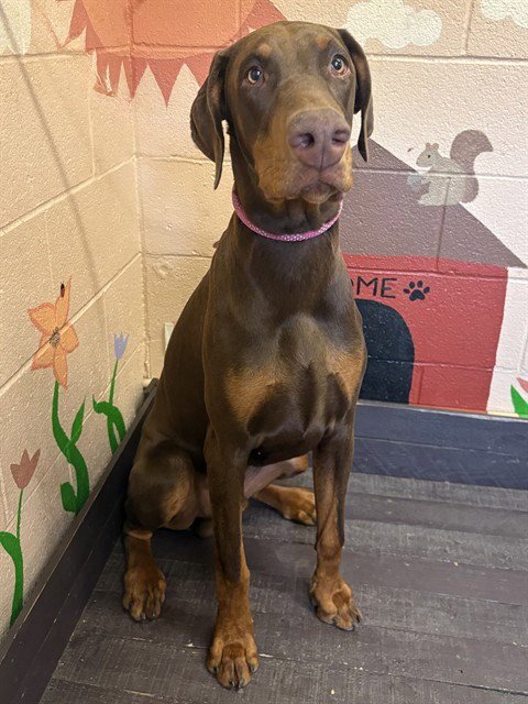 ENZO - Doberman Pinscher available for adoption