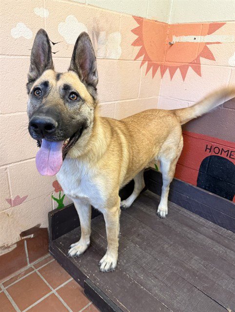 RUSTY - German Shepherd Dog / Belgian Shepherd Malinois available for adoption