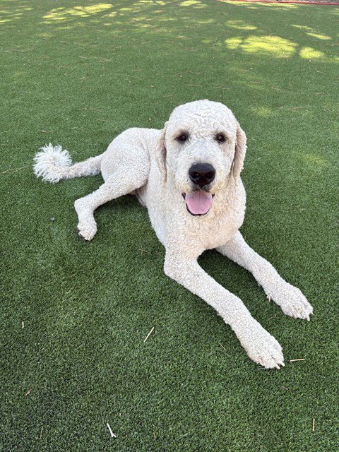 RINGO - Saint Bernard / Poodle (Standard) available for adoption