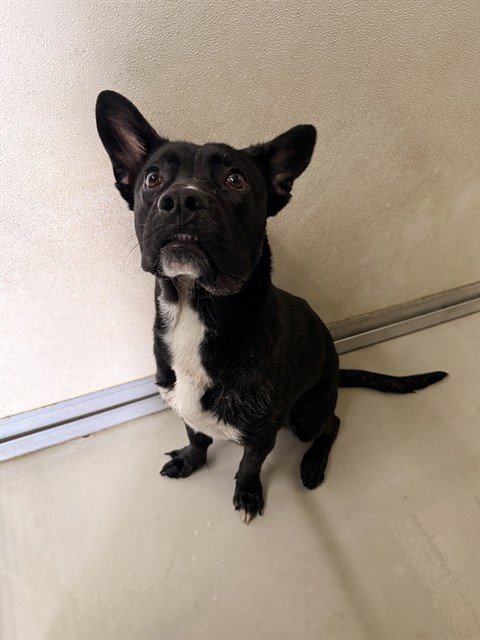 A5795074 - Pit Bull Terrier available for adoption