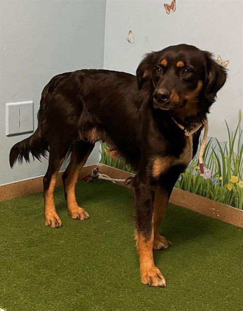 MARIPOSA - Australian Shepherd available for adoption