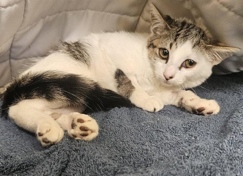 CALLIE - Domestic Short Hair available for adoption