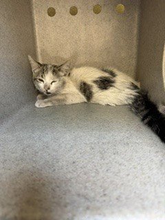 CALLIE - Domestic Short Hair available for adoption