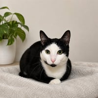FELIX - Photo 1