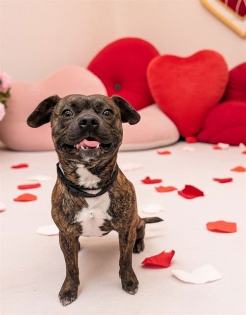 HAM - Boxer available for adoption