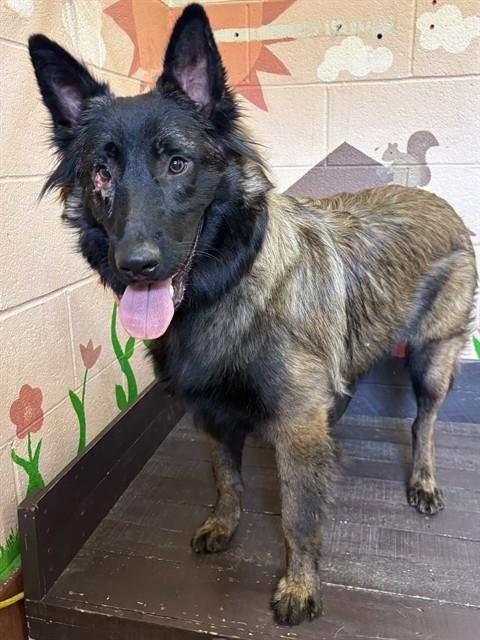 FLINT - German Shepherd Dog available for adoption