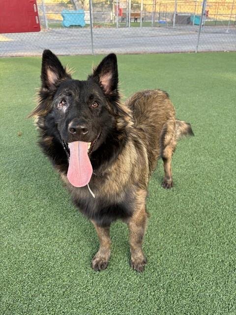 FLINT - German Shepherd Dog available for adoption
