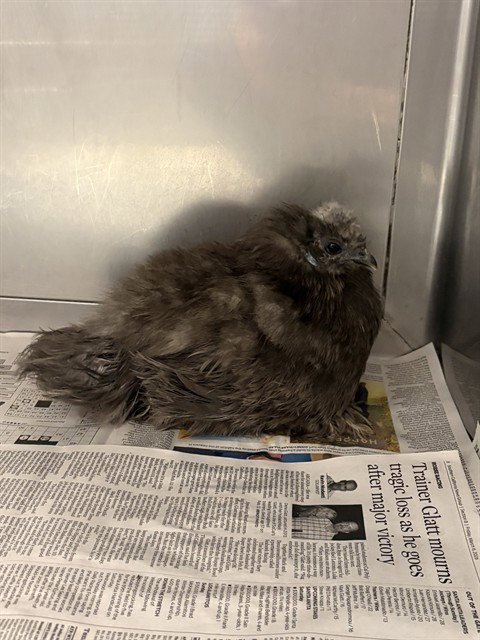 PIA - Chicken available for adoption