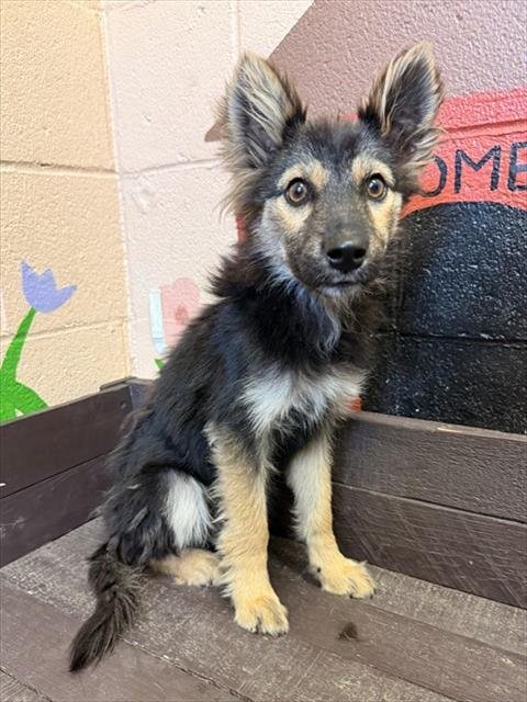 DIVA - German Shepherd Dog available for adoption