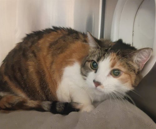 LILLY - Domestic Short Hair available for adoption