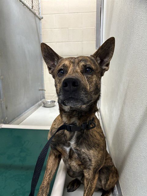 THOR - Dutch Shepherd available for adoption