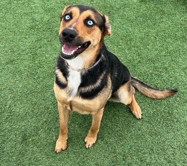 BLUE - German Shepherd Dog / Siberian Husky available for adoption