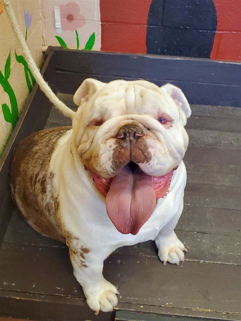 HELEN - English Bulldog available for adoption