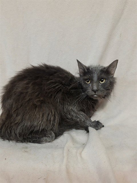 WASABI - Domestic Long Hair available for adoption