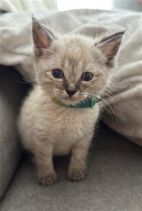 CHARLOTTE - Domestic Short Hair available for adoption