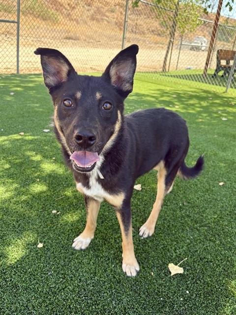 CUBBY - Australian Cattle Dog/Blue Heeler available for adoption