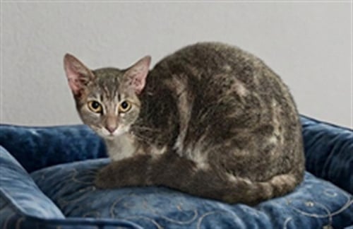 KITKAT - Domestic Short Hair available for adoption