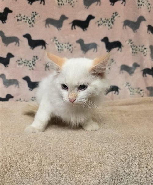 FERB - Domestic Short Hair available for adoption