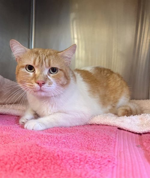 MOMO - Domestic Short Hair available for adoption