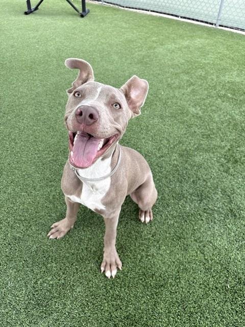 BLUE - Pit Bull Terrier available for adoption