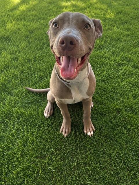 BLUE - Pit Bull Terrier available for adoption