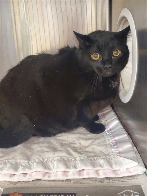 DIABOLIQUE - American Shorthair available for adoption