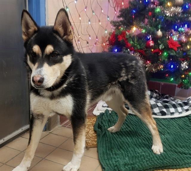 WALKER - Siberian Husky / German Shepherd Dog available for adoption